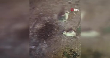 Elazığ’da yılan, kümesteki 5 kaz yavrusunu telef etti