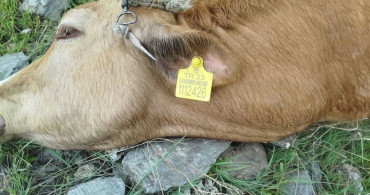 Elazığ'da Yıldırım Çarpması: 5 İnek Telef Oldu