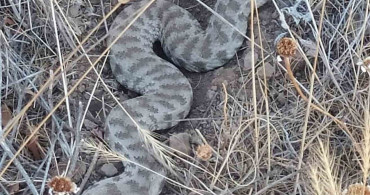 Elazığ'da Zehirli Engerek Yılanı Gördü
