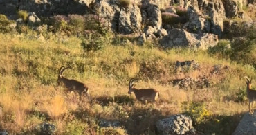 Elazığ'ın tarihi harput mahallesi'nde dağ keçileri görüntülendi