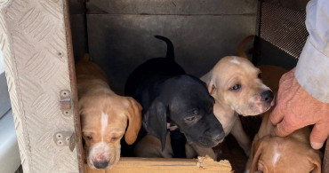 Emet'te Kedi ve Köpeklere Mikroçip Uygulaması Başladı