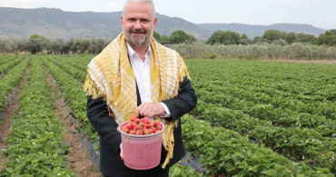 Emiralem Çilek Festivali Başlıyor