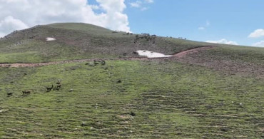 Emirdağları'ndaki Yılkı Atlarının Doğayla Sınavı