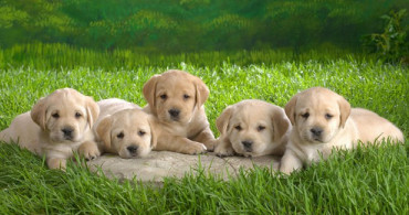 En Ucuz Köpek Türleri