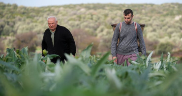 Enginar Dolması: Ege Mutfağının Taze Lezzeti