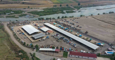 Erbaa'da koyun çiçek hastalığı nedeniyle hayvan pazarı kapatıldı