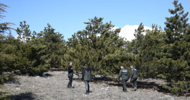 Erciyes'te 15 Yılda 7 Milyon Fidan Dikildi