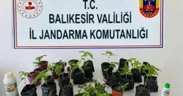 Erdek'te Jandarma Kenevir Operasyonu