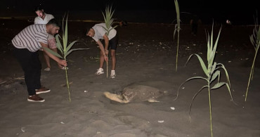 Erdemli sahilinde caretta caretta koruma önlemleri alındı