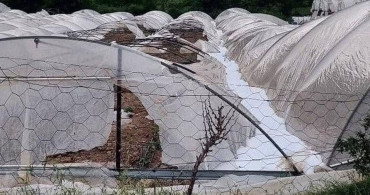 Erdemli'de Dolu Tarım Alanlarına Zarar Verdi