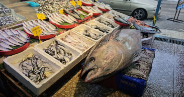 Erzincan'da 287 Kilogramlık Orkinos Fırtınası