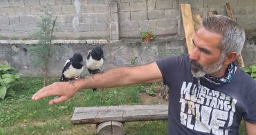 Erzincan'da ağaçtan düşen yavru kuşlara sahip çıkılıyor