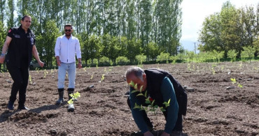Erzincan'da Aronya Çeşitleri Üzerine Yeni Çalışmalar