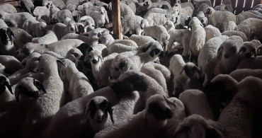 Erzincan'da Bahar Gelenekleri: Koyun-Kuzu Buluşmaları