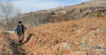 Erzincan'da Bozayılar Üzümleri Yedi