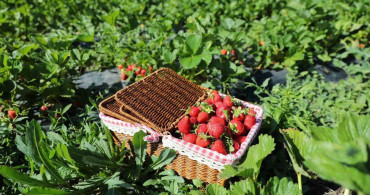 Erzincan'da Çilek Bahçesinde Piknik Keyfi