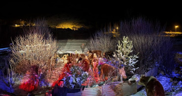 Erzincan'da Devrilen Tırdaki Büyükbaş Hayvanlar Kurtarıldı