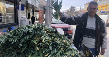 Erzincan'da Doğal Antibiyotik: Çiriş Otu