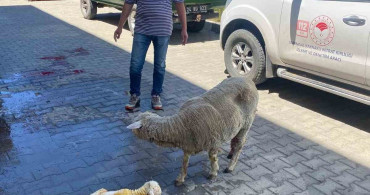 Erzincan'da doğum sırasında sorun yaşayan koyun sağlıklı bir kuzu doğurdu