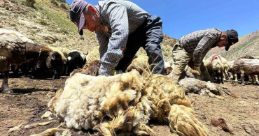 Erzincan'da havaların ısınmasıyla koyunlar 3 dakikada kırkılıyor