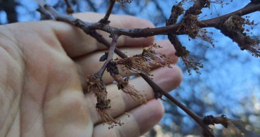 Erzincan'da Kayısı Ağaçlarına Soğuk Şok