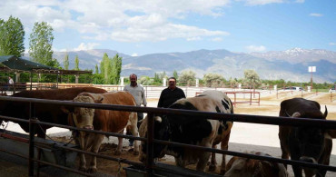 Erzincan'da Kurban Bayramı Öncesi Hayvan Pazarı Canlandı