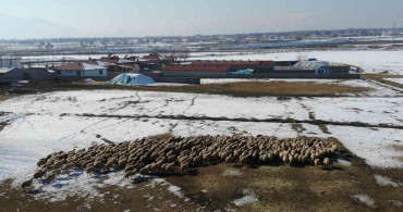 Erzincan'da Kuzulama Dönemi Başladı