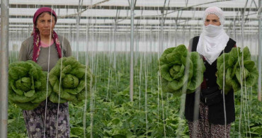 Erzincan'da Sera Marul Hasadı Başladı