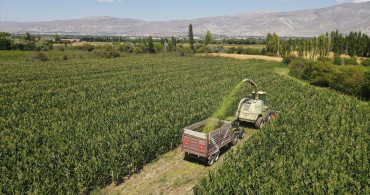 Erzincan'da Silajlık Mısır Üretimi: Hayvancılığı ve Besicileri Güçlendiriyor