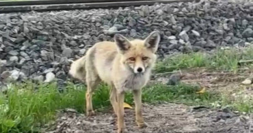 Erzincan'da Tilkiyle Eğlenceli Anlar
