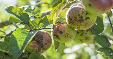 Erzincan'da Üreticilere Kara Leke Hastalığı Uyarısı