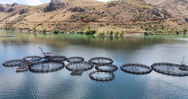 Erzincan'da yetişen alabalıklar, Trabzon ve Elazığ'da somona dönüşüyor