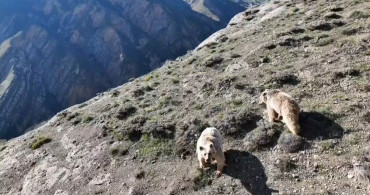 Erzincan'da Yetiştiricinin Drone ile Ayılara Olan Eğlenceli Tepkisi