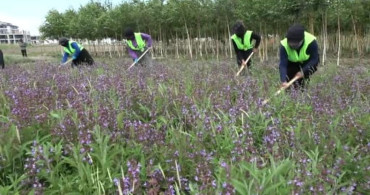 Erzurum şifa bahçeleri kapılarını açıyor