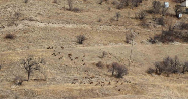 Erzurum'da av turizmi için 7 yaban keçisi ihale edilecek