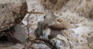Erzurum'da Boz Ayı Oltu Çayı'nda Hayatını Kaybetti