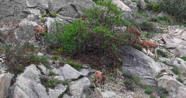 Erzurum'da Dağ Keçileri Ana Yola İndi