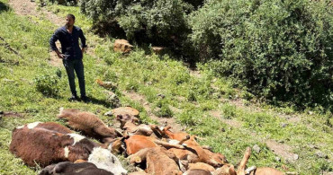 Erzurum'da merada yabani hayvan saldırısı sonucu 26 buzağı telef oldu