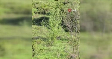Erzurum'da nesli tehdit altındaki vaşak görüntülendi