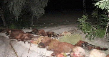 Erzurum'da Otomobil Sürünün Arasına Daldı: 40 Koyun Telef Oldu