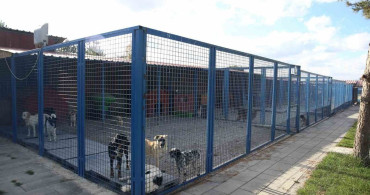Erzurum'da sokak hayvanları için laparoskopik kısırlaştırma projesi başlatıldı