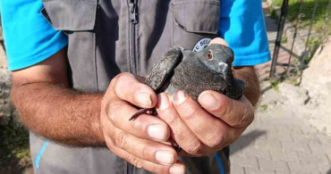 Erzurum'da temizlik işçisi güvercini kurtardı