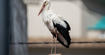 Eskikaraağaç'ın İlk Leyleği: Yaren ve Nazlı