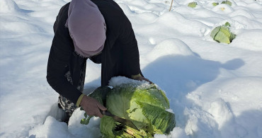 Eskipazar Lahanasında 1250 Ton Rekolte Beklentisi