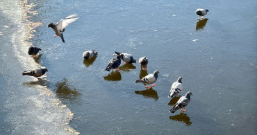 Eskişehir'de Buz Tutan Porsuk Çayı'nda Güvercinlerin Yiyecek Arayışı