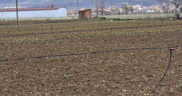 Eskişehir'de İlk Tohum ve Fideler Toprakla Buluştu