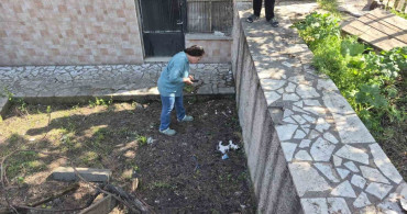 Eskişehir'de Kediler Zehirlenerek Telef Oluyor