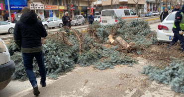Eskişehir'de Kuvvetli Rüzgar Ağaçları Deviriyor