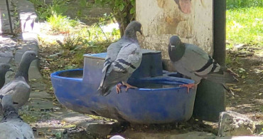 Eskişehir'de su kaplarındaki güvercinler dikkat çekti