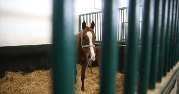 Eskişehir'deki Anadolu Tarım İşletmesi'nde Tay Satışı Planları